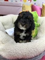 Jacob, a male Cavapoo and Cavalier King Charles Spaniel for sale in Marshfield, MO – 5 of 7