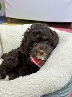 Hershey, a male Cavapoo and Cavalier King Charles Spaniel for sale in Marshfield, MO – 2 of 10