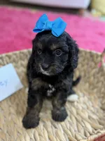 Paisley, a female Cavapoo and Cavalier King Charles Spaniel for sale in Marshfield, MO – 2 of 10