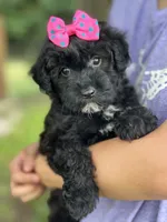 Olive, a female Schnoodle for sale in Marshfield, MO – 4 of 10