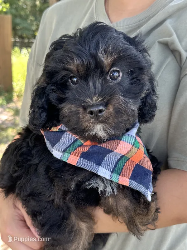 Gabe  – Cavapoo, Cavalier King Charles Spaniel puppy for sale in Marshfield, MO