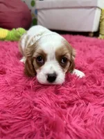 Jake , a male Cavalier King Charles Spaniel for sale in Marshfield, MO – 7 of 10