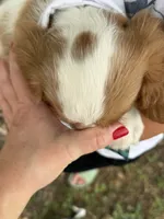 Jake , a male Cavalier King Charles Spaniel for sale in Marshfield, MO – 7 of 10