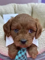 Opie, a male Cavapoo and Cavalier King Charles Spaniel for sale in Marshfield, MO – 2 of 10