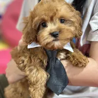 George, a male Cavapoo and Cavalier King Charles Spaniel for sale in Missouri, MO – Photo 5 of 10