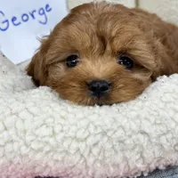 George, a male Cavapoo and Cavalier King Charles Spaniel for sale in Missouri, MO – Photo 10 of 10