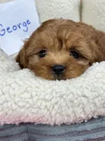 George, a male Cavapoo and Cavalier King Charles Spaniel for sale in Missouri, MO – Photo 10 of 10