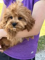 George, a male Cavapoo and Cavalier King Charles Spaniel for sale in Missouri, MO – Photo 2 of 10