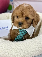 George, a male Cavapoo and Cavalier King Charles Spaniel for sale in Missouri, MO – Photo 8 of 10