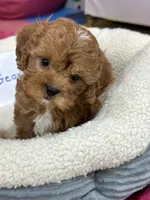 George, a male Cavapoo and Cavalier King Charles Spaniel for sale in Missouri, MO – Photo 2 of 10