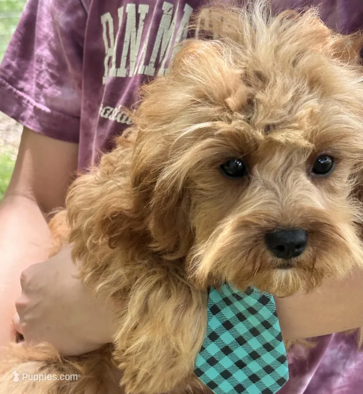 George – Cavapoo, Cavalier King Charles Spaniel puppy for sale in Missouri, MO