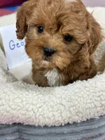 George, a male Cavapoo and Cavalier King Charles Spaniel for sale in Missouri, MO – Photo 3 of 10
