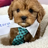 George, a male Cavapoo and Cavalier King Charles Spaniel for sale in Missouri, MO – Photo 8 of 10