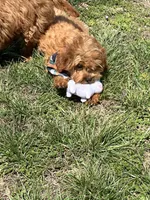 George, a male Cavapoo and Cavalier King Charles Spaniel for sale in Missouri, MO – Photo 4 of 10