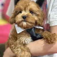 George, a male Cavapoo and Cavalier King Charles Spaniel for sale in Missouri, MO – Photo 7 of 10
