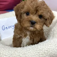 George, a male Cavapoo and Cavalier King Charles Spaniel for sale in Missouri, MO – Photo 9 of 10