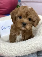 George, a male Cavapoo and Cavalier King Charles Spaniel for sale in Missouri, MO – Photo 4 of 10