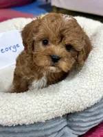 George, a male Cavapoo and Cavalier King Charles Spaniel for sale in Missouri, MO – Photo 6 of 10