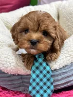 George, a male Cavapoo and Cavalier King Charles Spaniel for sale in Missouri, MO – Photo 7 of 10