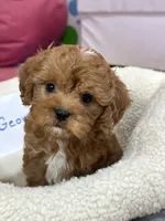 George, a male Cavapoo and Cavalier King Charles Spaniel for sale in Missouri, MO – Photo 5 of 10