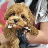 George, a male Cavapoo and Cavalier King Charles Spaniel for sale in Missouri, MO – Photo 6 of 10