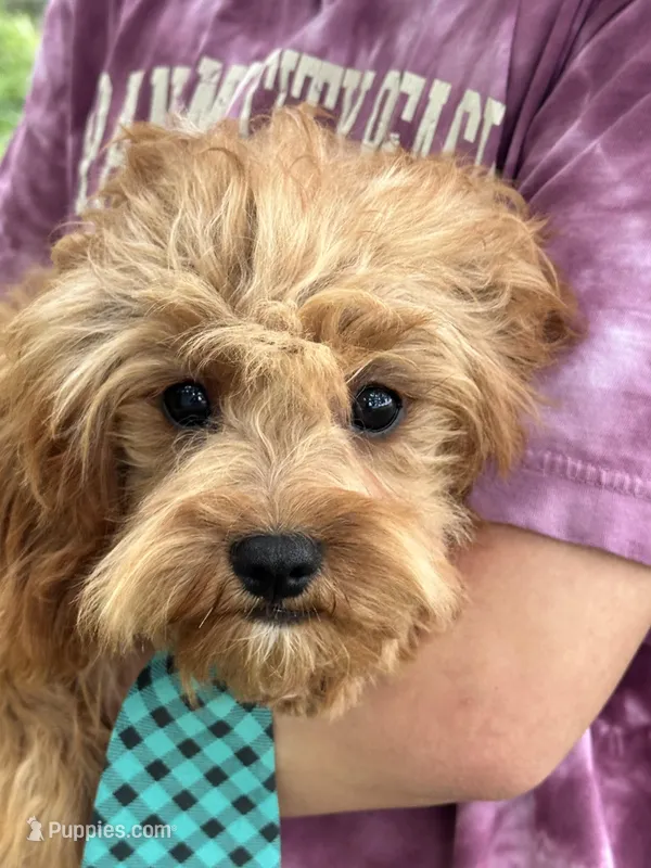 George – Cavapoo, Cavalier King Charles Spaniel puppy for sale in Missouri, MO