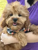 George, a male Cavapoo and Cavalier King Charles Spaniel for sale in Missouri, MO – Photo 3 of 10