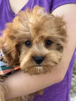 George, a male Cavapoo and Cavalier King Charles Spaniel for sale in Missouri, MO – Photo 1 of 10