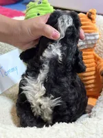 Tommy, a male Cavapoo and Cavalier King Charles Spaniel for sale in Marshfield, MO – 10 of 10