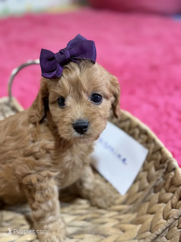 Jasmine – Cavapoo, Cavalier King Charles Spaniel puppy for sale in Marshfield, MO