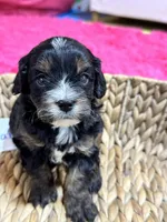 Gabriel, a male Cavapoo for sale in Missouri, MO – Photo 2 of 7