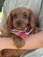 Marty, a male Cavapoo and Cavalier King Charles Spaniel for sale in Marshfield, MO – 10 of 10