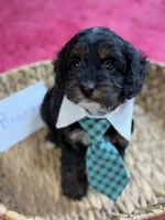 Boomer, a male Cavapoo and Cavalier King Charles Spaniel for sale in Marshfield, MO – 3 of 9