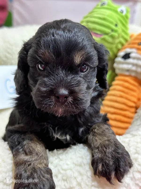Gabe – Cavapoo, Cavalier King Charles Spaniel puppy for sale in Marshfield, MO