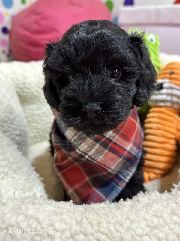 Elvis – Cavapoo, Cavalier King Charles Spaniel puppy for sale in Marshfield, MO