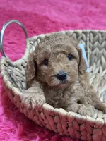 Gus, a male Cavapoo and Cavalier King Charles Spaniel for sale in Marshfield, MO – 3 of 10