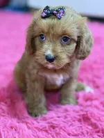 Riley , a female Cavapoo and Cavalier King Charles Spaniel for sale in Marshfield, MO – 6 of 10