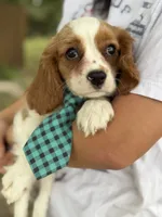 Jake , a male Cavalier King Charles Spaniel for sale in Marshfield, MO – 3 of 10