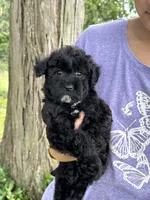 Olive, a female Schnoodle for sale in Marshfield, MO – 7 of 10