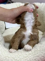 Dixie, a female Cavapoo and Cavalier King Charles Spaniel for sale in Marshfield, MO – 10 of 10