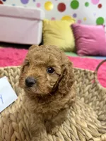 Toby , a male Cavapoo and Cavalier King Charles Spaniel for sale in Marshfield, MO – 4 of 10