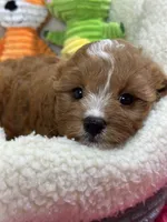 Annie , a female Cavapoo and Cavalier King Charles Spaniel for sale in Marshfield, MO – 7 of 10