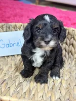 Gabriel , a male Cavapoo and Cavalier King Charles Spaniel for sale in Marshfield, MO – 3 of 8