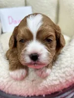 Dixie, a female Cavapoo and Cavalier King Charles Spaniel for sale in Marshfield, MO – 2 of 10