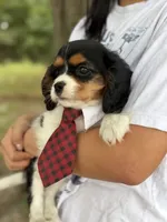 Tim, a male Cavalier King Charles Spaniel for sale in Marshfield, MO – 6 of 10