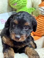 Bella , a female Cavapoo and Cavalier King Charles Spaniel for sale in Marshfield, MO – 2 of 9