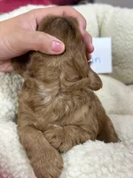 Herman, a male Cavapoo and Cavalier King Charles Spaniel for sale in Marshfield, MO – 7 of 7