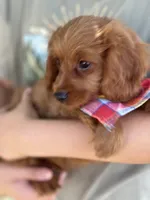 Marty, a male Cavapoo and Cavalier King Charles Spaniel for sale in Marshfield, MO – 3 of 10