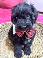 Martin , a male Schnoodle for sale in Marshfield, MO – 5 of 10