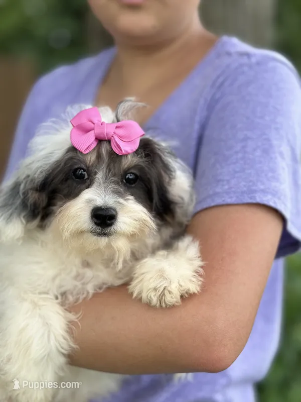 Domino – Cavapoo, Cavalier King Charles Spaniel puppy for sale in Marshfield, MO